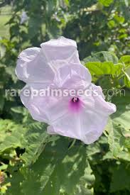 Image result for Ipomoea carnea