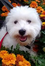 Timid — Testimonials — Canine Academy