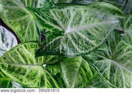 Aroid (plural aroids) (informal) any plant of the family araceae, found chiefly in the tropics. Aroids Images Illustrations Vectors Free Bigstock