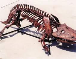 It is considered critically endangered due to habitat loss and pollution as it is considered a delicacy and used in traditional chinese medicine. Chinese Giant Salamander Skull Skeletons And Skulls Superstore