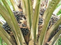 Orientasi pekebun selama ini hanya terpusat bagaimana meningkatkan produksi kelapa sawit adalah salah satu jenis tanaman yang banyak tumbuh di indonesia. Seabad Perkebunan Kelapa Sawit Di Indonesia Down To Earth
