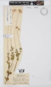 Image result for Felicia clavipilosa