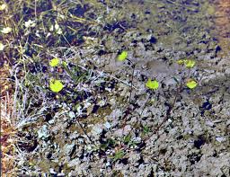 Image result for Nolletia arenosa