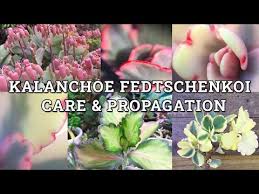 Image result for Kalanchoe fedtschenkoi