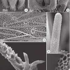 Aenigma micrantha H. A. Keller. A) flor. B) corona y ginostegio. C)...