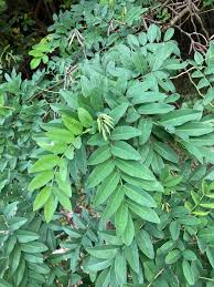 Image result for Indigofera