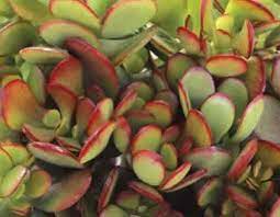 We did not find results for: Crassula Ovata Obliqua California Red Tip Glasshouse Works