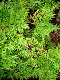 Image result for Libocedrus plumosa