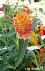 Image result for Gomphrena martiana