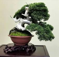 The actual bonsai and container you receive may vary in size, shape, and color from the tree pictured. Pin By Bagus Wijaya On Bonsai Insp3 Bonsai Garden Juniper Bonsai Bonsai