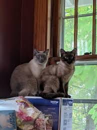 The zoo has a friends of the zoo program. Kansas City Siamese Rescue Home Facebook