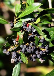 Image result for Myricaceae