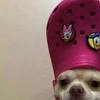 Be sure to keep pets away from this area while the baking soda sets in. Https Encrypted Tbn0 Gstatic Com Images Q Tbn And9gcsfqaovjix6w1rztdgia O608gzsezs6xymdu Z340c6qdckjor Usqp Cau