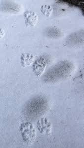 14 February 2010 Naturally Curious With Mary Holland Animal Tracks In Snow Snow Animals Animal Footprints