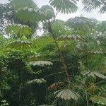 Image result for Musanga