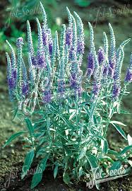 Image result for Veronica abyssinica