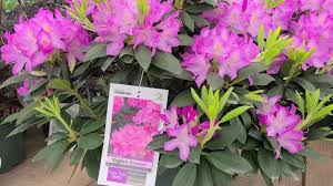 We did not find results for: Rhododendron English Roseum Large Elegant Tough And Easy To Grow Evergreen Youtube