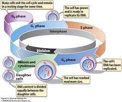 The g1 (first gap) phase is the interval between mitosis a typical eukaryotic cell cycle contains several distinct phases that progress in an orderly fashion — a phase cannot commence. Lecture 13 Preview