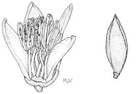 Image result for Sorindeia katangensis