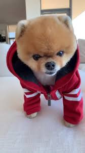 Download Tiktok To Watch More Funny Videos Of Cuties Puppy Life S Moving Fast So Make Every Cute Animals Cute Animals With Funny Captions Cute Puppy Videos