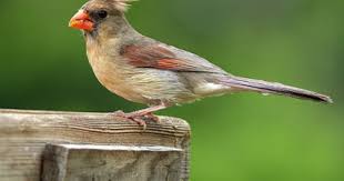 Birds Of East Texas Photos Northern Cardinal North Central Texas Birds Northern Cardinal Cardinal Central Texas