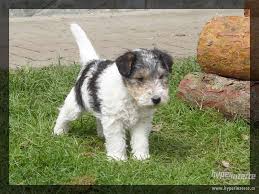 Image result for foxterier drsnosrstý