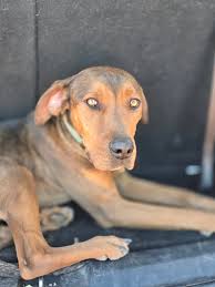 What large breed dogs are available for adoption in Klamath Falls?