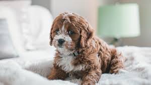 Playing with a puppy might seem straightforward. How To Keep Your House Clean With Dogs Other Pets Architectural Digest