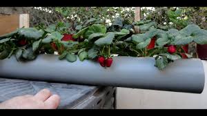 Maybe you would like to learn more about one of these? Strawberry Pipe Planter Youtube
