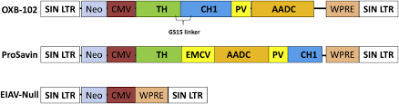Gene Therapy For Parkinson S Disease Preclinical Evaluation Of Optimally Configured Th Ch1 Fusion For Maximal Dopamine Synthesis Molecular Therapy Methods Clinical Development