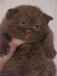Relationship Adjourn Fluffy Animals British Shorthair Cats Cats