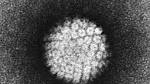  No link between HPV vaccination and risk of autoimmune disorders—study