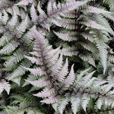 Check spelling or type a new query. Athyrium Niponicum Pictum Japanese Painted Fern White Flower Farm