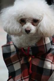 We did not find results for: Teacup Poodle Dog Breed Information And Pictures