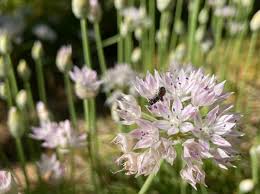 Image result for Oxygonum fruticosum