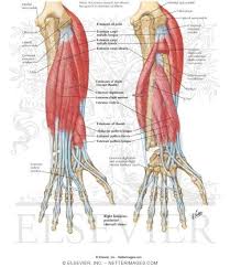 A very slight change in the length of the biceps causes a much larger movement of the forearm and hand, but the force applied by the biceps. Individual Muscles Of Forearm Extensors Of Wrist And Digits