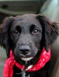 Check spelling or type a new query. Anook The Spanador Designer Dog Photo Gallery 1915 Spaniel Dog Dog Breeds Dogs