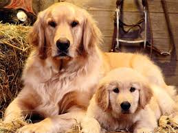 Transport any pet, anywhere in the world! Shipping Your Dog Here S How To Choose Your Best Option