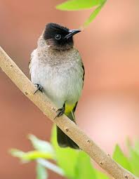 Name Small Birds Of South Africa Dark Capped Bulbul South African Birds Bulbul Beautiful Birds