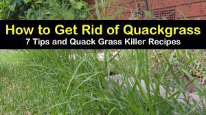 Check spelling or type a new query. 7 Easy Ways To Get Rid Of Quackgrass