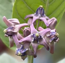 Image result for Calotropis gigantea