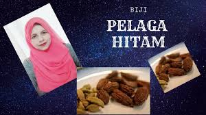 Kembali lagi di chanel pohon buah. Biji Pelaga Hitam Youtube