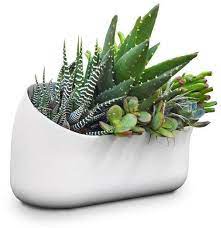 Urbio Urban Gardening Succulent Garden Indoor Plants Succulents