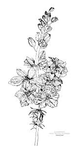 Download July Larkspur Birth Flower Background Coloring Page Canary Jane