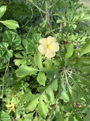 Image result for Thunbergia dregeana