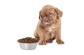 what is the best dog food for a french mastiff simply for