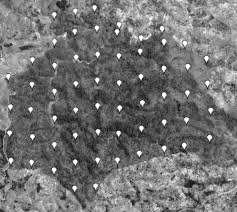 Image result for Brachystephanus holstii