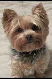 Looks Like My Baby Boy Yorkie Puppy Yorkie Dogs Yorkie Haircuts