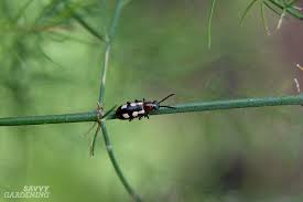 You out in the first place, you need to encourage your ladybirds to stay in your garden and they will overwinter there, lay eggs and the larvae will hatch out come spring to eat even more of the new seasons bugs, it's a shame to mix live predators with chemical stuff, good old household washing up. Guide To Vegetable Garden Pests Identification And Organic Controls