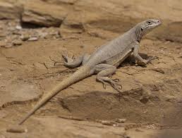 Image result for Microlophus peruvianus